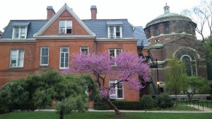 コロンビア大学の桜